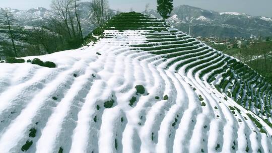 茶园雪后的航拍