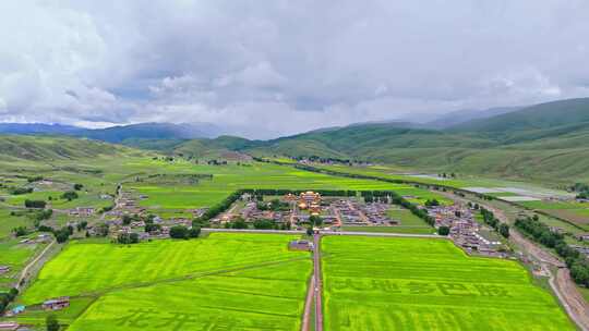 四川甘孜州道孚县惠远寺夏季草原油菜花航拍