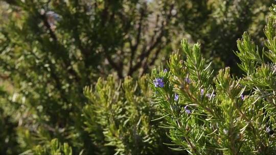 从迷迭香收集花蜜的沙蜂 (2)