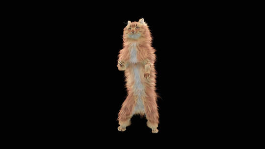 跳舞的猫