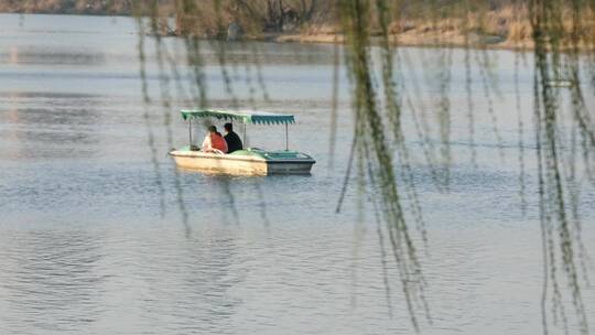 春天生机勃勃的垂柳