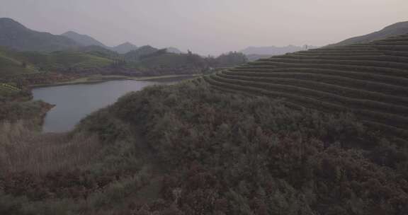 茶山 茶园 采茶