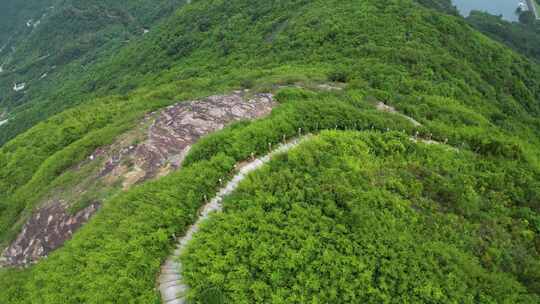 航拍深圳打鼓嶂山顶竹林风景