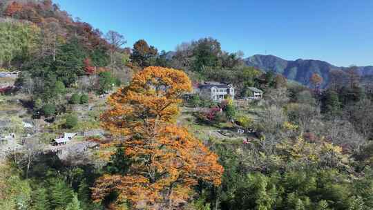 四明山秋天秋景秋色 茅镬公园