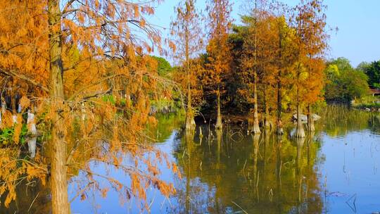 广州海珠湖湿地公园落羽杉红叶自然唯美风景