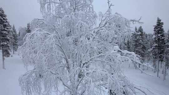 芬兰北极圈拉普兰，无人机在独特的白雪覆盖