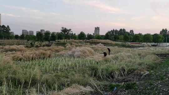 农民在田地里收菜籽的情景