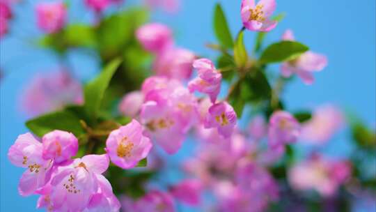 春天花朵樱花绽放过程植物延时视频素材
