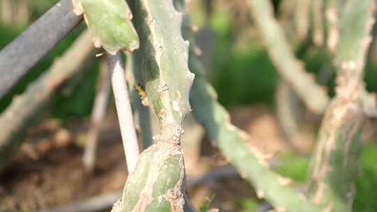 火龙果种植 火龙果树 仙人掌科植物