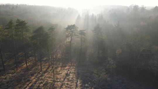 航拍森林清晨晨雾风景