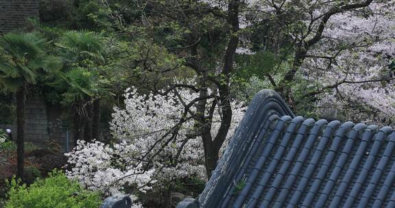 唯美春天南京古城墙鸡鸣寺樱花