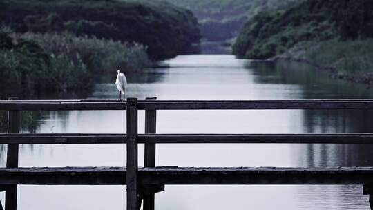 深圳湾鸟类栖息地自然风光视频视频素材模板下载
