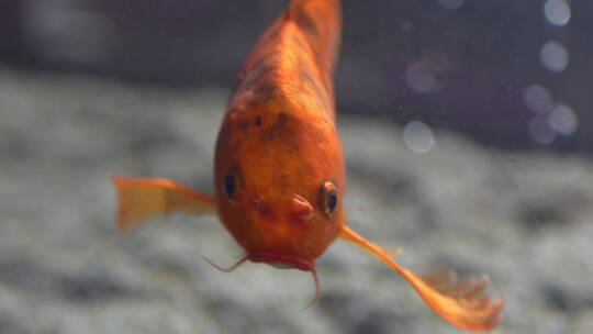 超美的水族箱内大鱼特写 4K10bit422视频素材模板下载