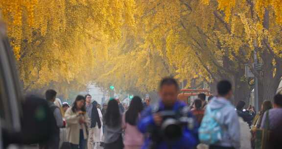 北京秋天的银杏大道秋景