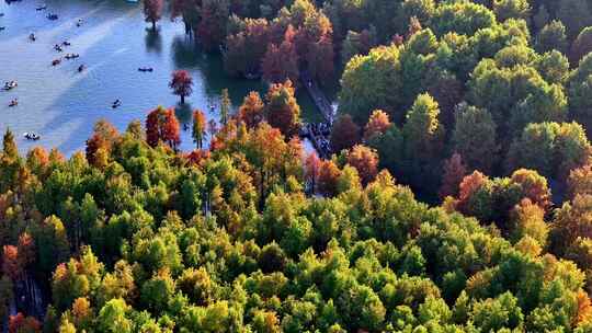 秋天色彩斑斓的水杉林