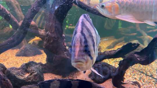 海缸水族馆海水鱼深海鱼海底世界