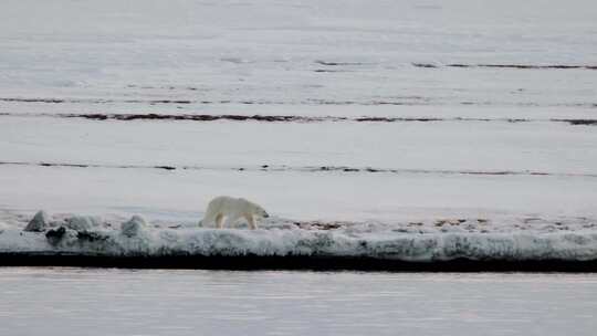 望远镜发现北极熊航拍北极熊海鸟飞翔冰山海