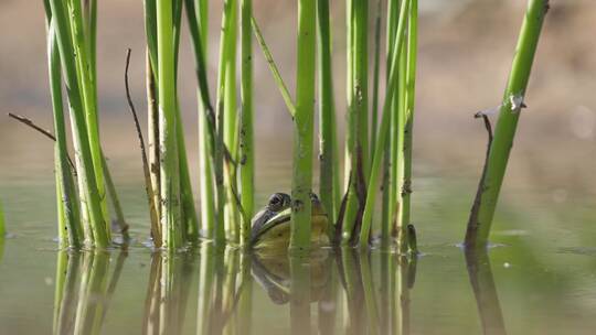 夏季池塘中的青蛙