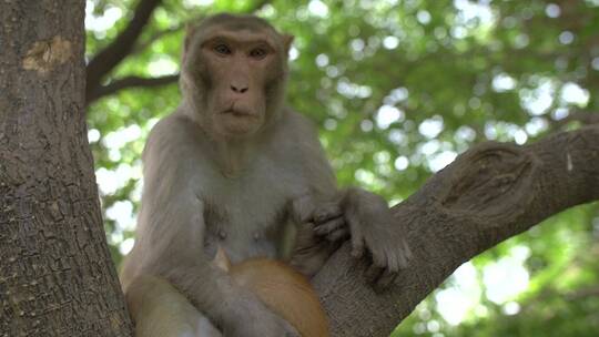 猴子坐在树枝上的特写视频素材模板下载