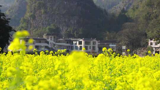 贵州黔西南兴义万峰林景区田园风光油菜花航