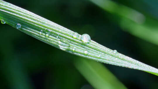 植物叶片水珠微距特写