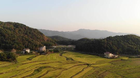 航拍村庄稻田