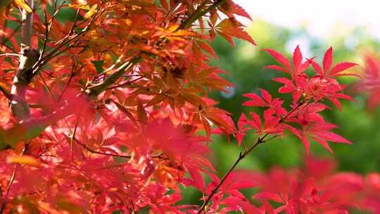 秋天江南园林庭院里枝繁叶茂的红色枫叶