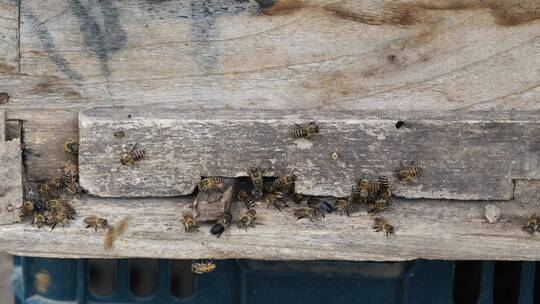 东北农村土蜂蜜养殖