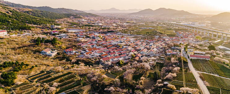 崂山庙石村春季樱花地铁日出航拍