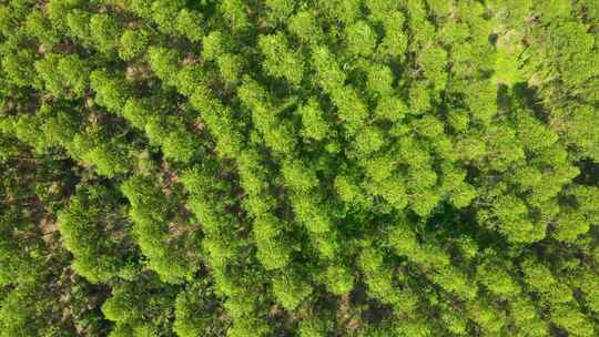 桉树速生桉森林经济林植物树木木材视频素材模板下载