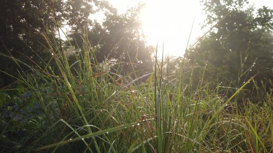 特写晨露在高高的草地上，阳光在树上