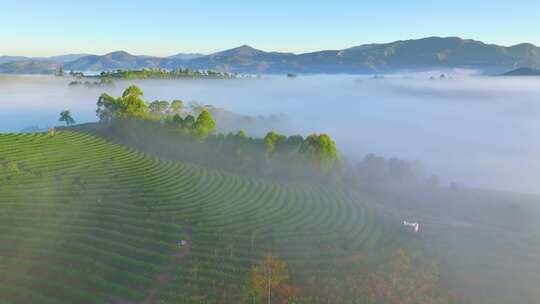 云雾缭绕的茶山