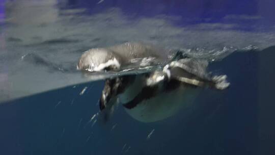 水中游动的企鹅游泳