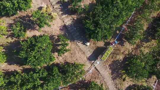 甜橘柚基地水果农业基地