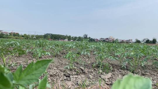 种植西红柿农耕菜田4K实拍视频