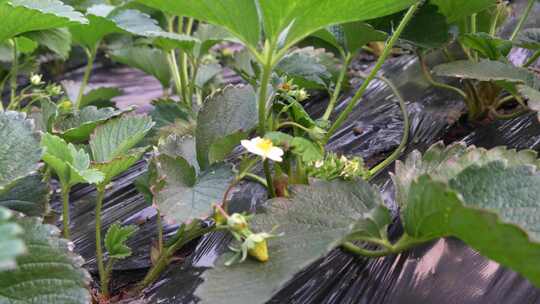 草莓园 农田 农业作物 水果 绿色植物 温室