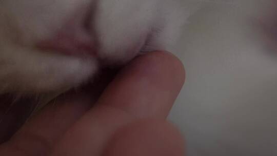 布偶猫咪舔手猫舌头倒刺
