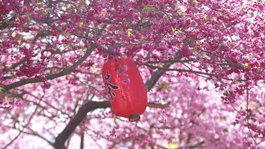 福建龙岩台品樱花茶园