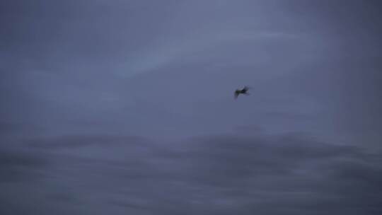 夜晚天空飞鸟阴天一只鸟飞过伤感素材风景视频素材模板下载