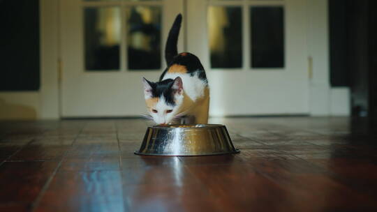 家猫在室内吃碗里的食物