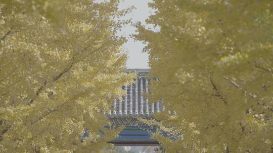 北京秋天 古建筑秋天 地坛银杏