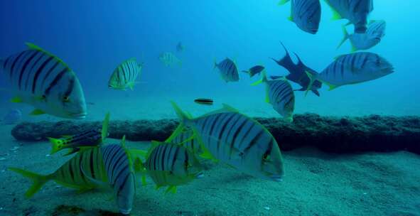 Golden Trevally，鱼，水下