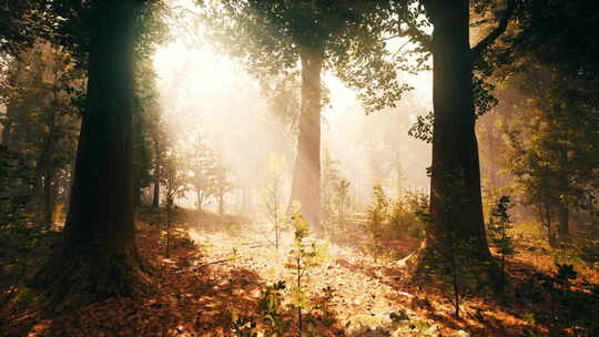 阳光穿过树枝，在晨雾中发光
