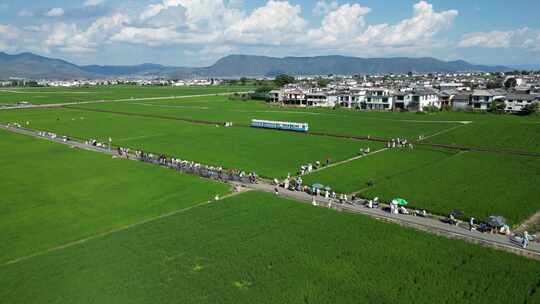云南大理稻田田园风光