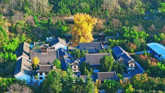 古观音禅寺银杏树秋景