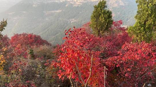 济南蚰蜒山，满山红叶景观