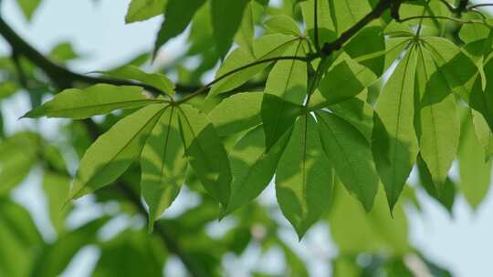 树叶绿叶叶子逆光光影变化