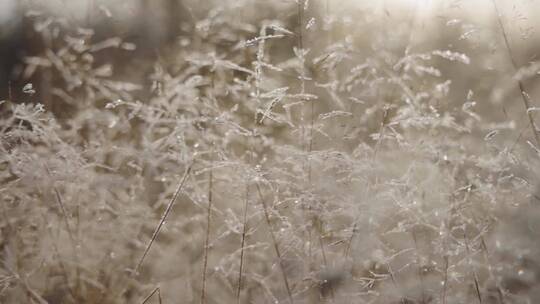 冬季植物结霜雪花唯美合集