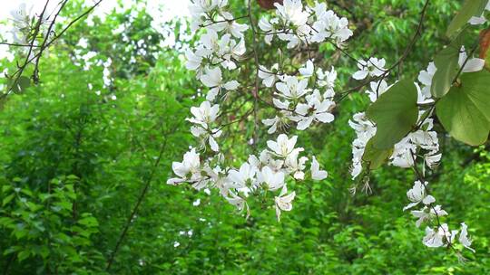 花树，紫荆花，紫花白花