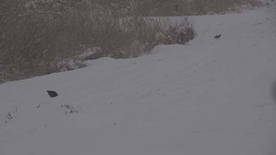 4K北方冬天下雪视频索尼slog2原视频